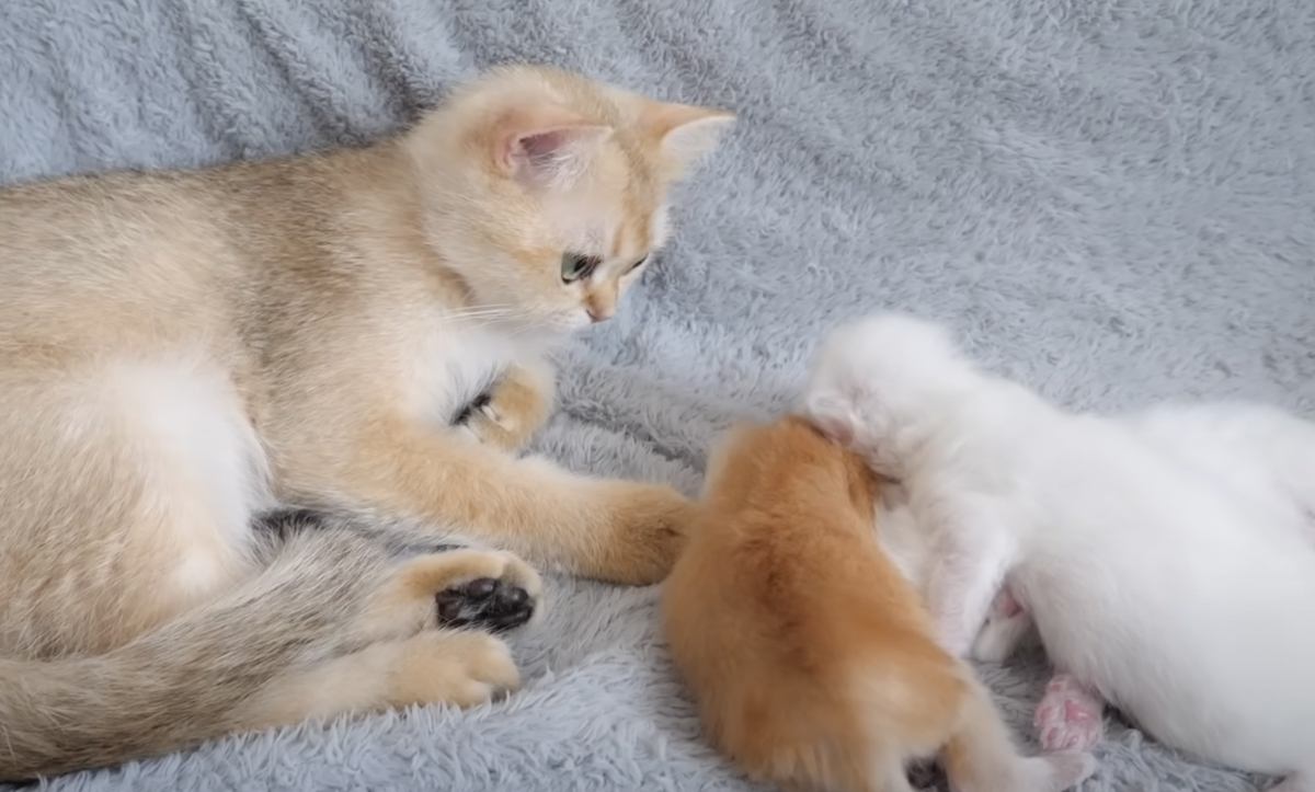 赤ちゃん猫たちが眠るまで優しく見守っていた猫が…かわいさあふれる『まさかの瞬間』に癒される人続出「いいお母さんになりそう」「みんな可愛い」