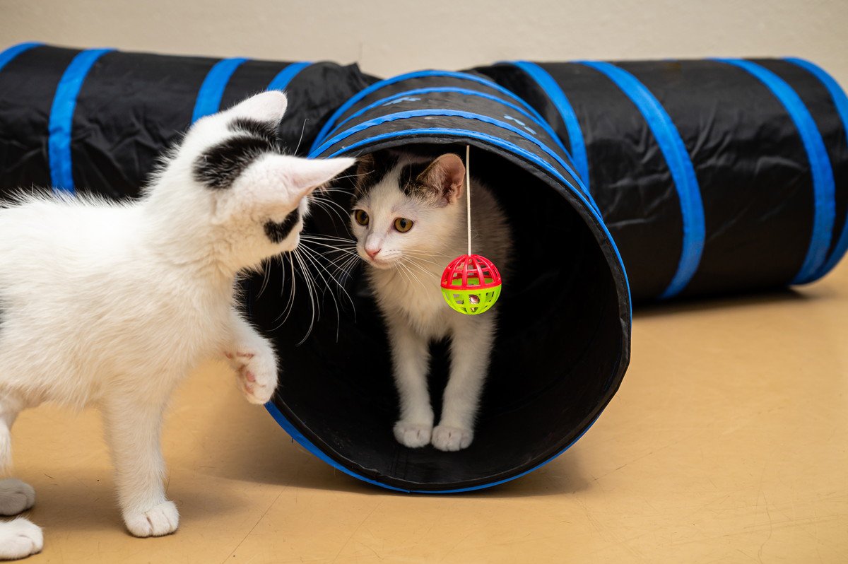 猫の飼い主さんが『買ってよかった！』と思う猫グッズ5選　猫との暮らしを快適にしてくれる強い味方！