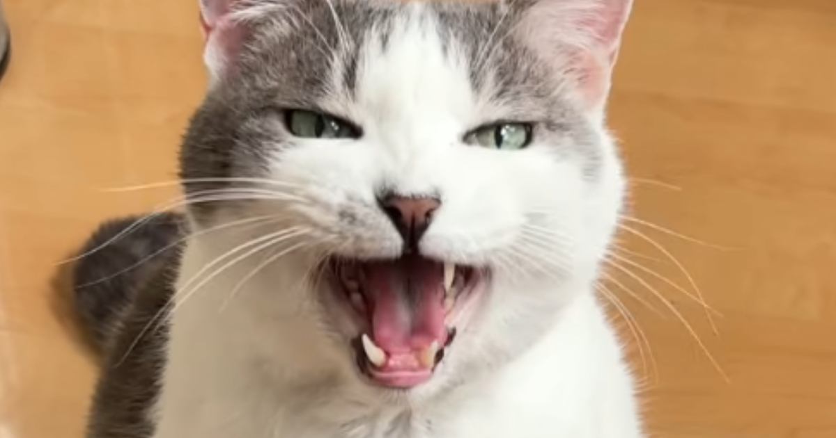 『先に寝ていた飼い主』に…一緒に寝たい猫が見せた『まさかの行動』が尊すぎると43万再生「めっちゃ感情豊かｗ」「甘えん坊でかわいい」