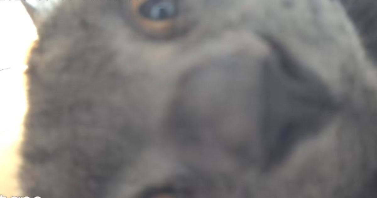 ふと『ペットカメラ』を覗いたら、映っていたのは……あまりにもホラーな『愛猫の様子』が19万再生「ビビったｗｗ」「目が合ったｗ」