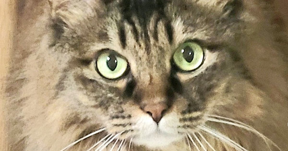 『かわいい表情をしていた猫』が、2秒後……笑ってしまう『表情の変化』に「ギャップが凄いニャンｗ」「どちらも可愛いｗ」と12万表示