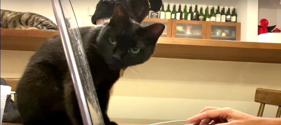 逃がさニャいぞ！黒猫兄弟は猫用動画の獲物に夢中♡