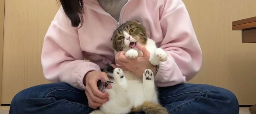 飼い主さんに甘噛みで抗議！爪切りに怒った猫くん