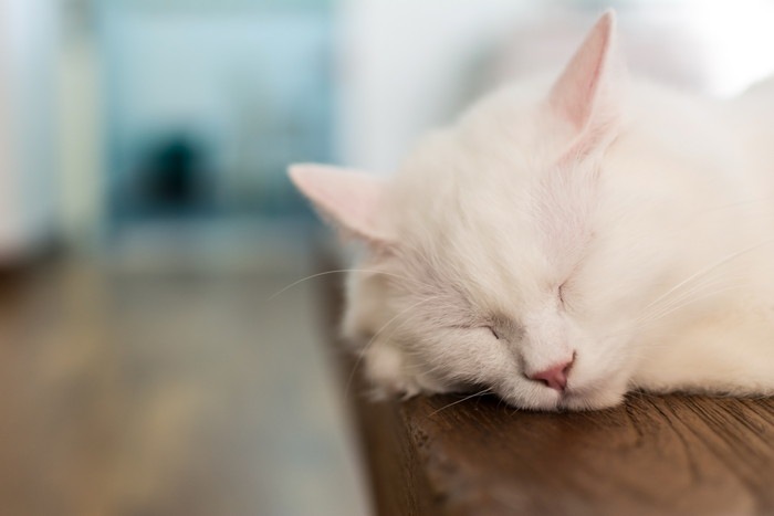 12歳の猫との生活で気をつける事とかかりやすい病気