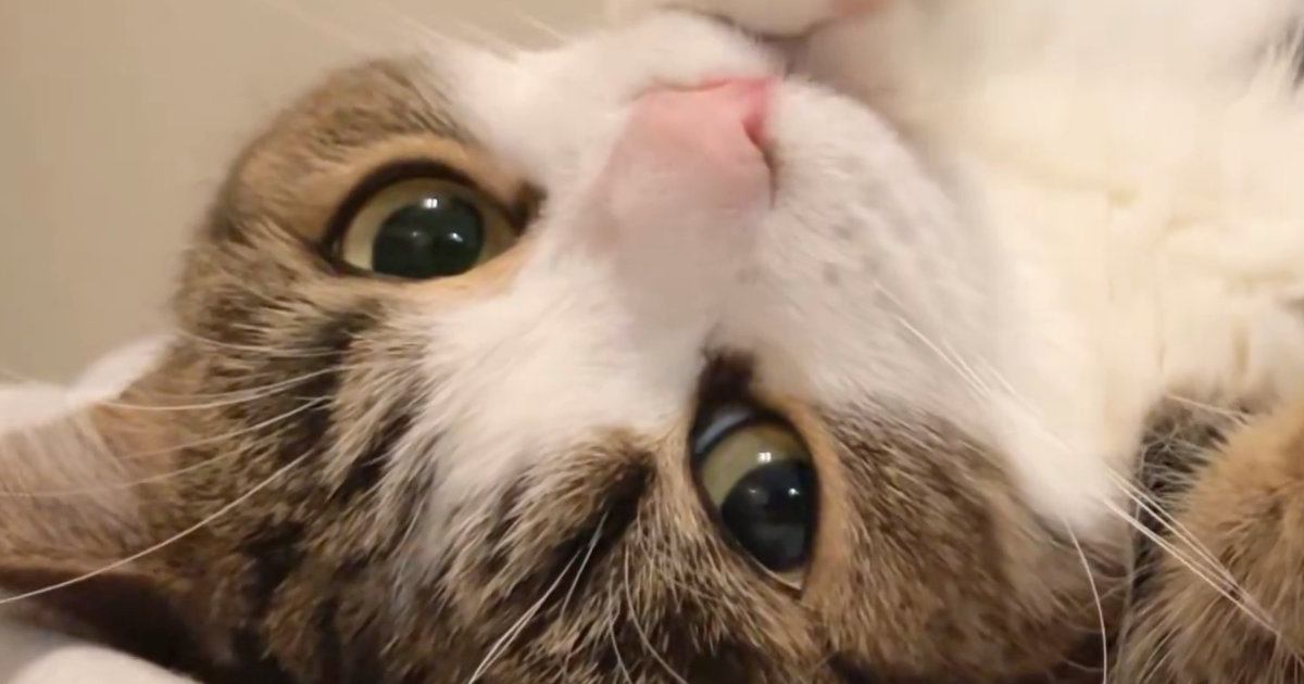 仰向けになってくつろぐ猫→カメラ目線になった次の瞬間…『キュンとくる光景』に6万いいね「アイドルやないかい！」「最幸なファンサ」