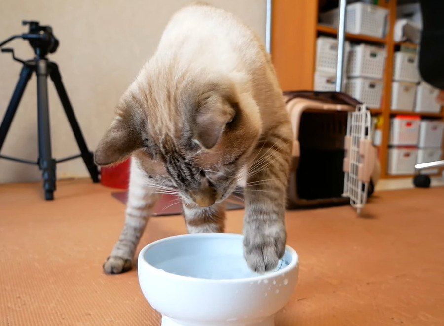 北海道の短い夏も猫ちゃんと全力で楽しむ♪