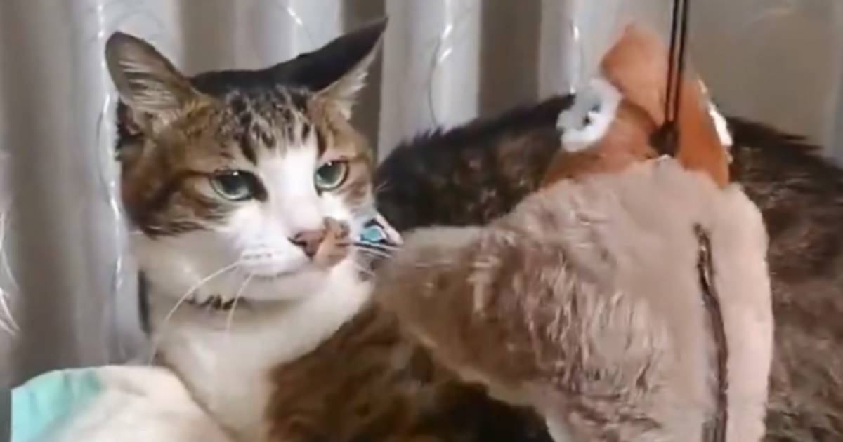 おもちゃにあまり興味を示さないイケメン猫→動くおもちゃを見せてみたら…『爆笑の反応』が73万表示「かわいいｗｗｗ」「ドン引きｗｗ」