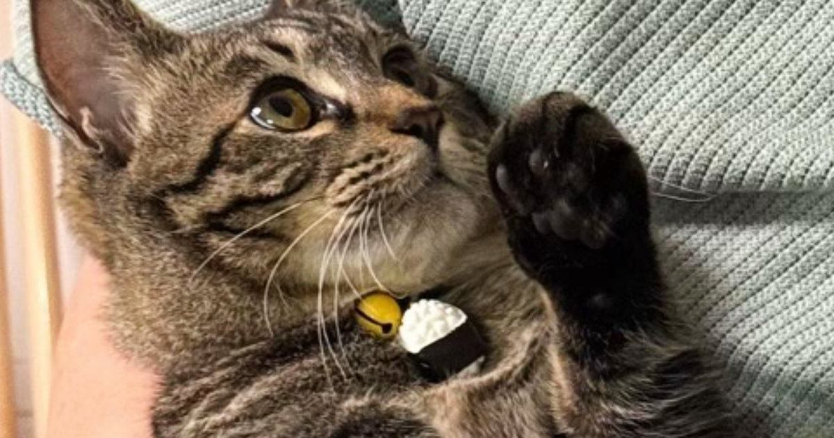 １歳の猫、パパが抱っこすると『小さく見える』のに…ママが抱っこすると→同じ猫とは思えない『まさかの光景』に「全然違うｗ」「びっくりｗ」