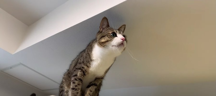 獲物だー！！ 部屋に入ってきたクモに大興奮の猫ちゃんたち