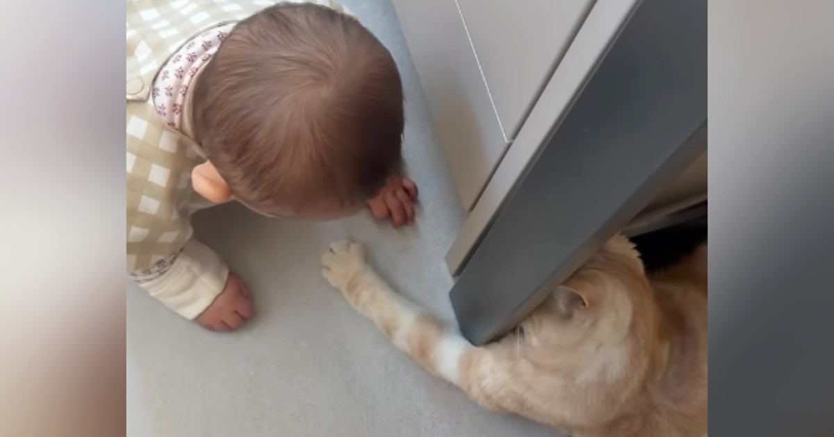 足元を見ると、赤ちゃんと猫が遊んでいて…とんでもなく可愛い『やり取り』が18万再生「優しさマックス」「永遠に遊んでいられるねｗ」