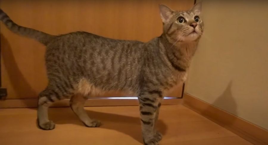 新入り子猫が気になって仕方ない！ソワソワ先住にゃんこくん