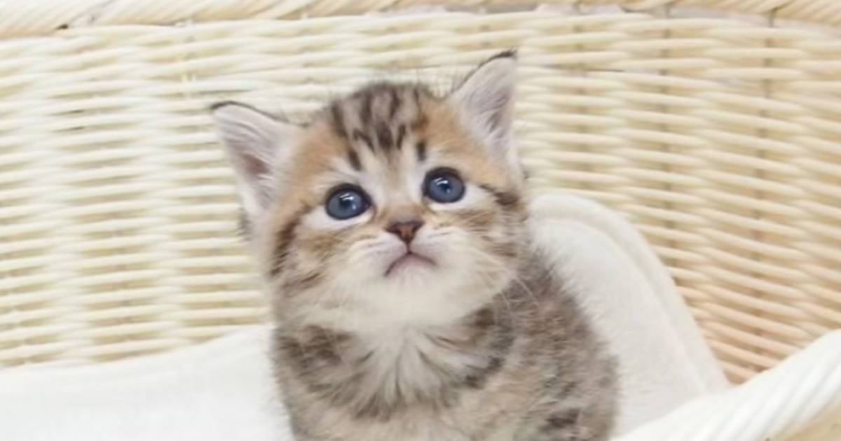 パヤパヤきゅるきゅるの赤ちゃん猫→成長後の『予想外の光景』が可愛すぎて笑っちゃうと93万再生「おじいちゃんｗｗ」「貫禄すら感じるｗ」