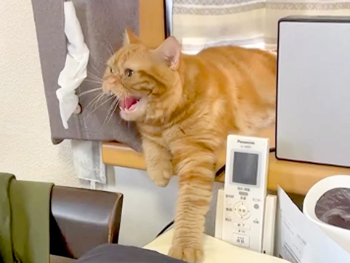 ママが『金髪ロングのかつら』をかぶった結果、ネコが…想像以上に『ブチギレている光景』に爆笑の声「めっちゃ喋ってるｗ」「可愛いｗｗ」