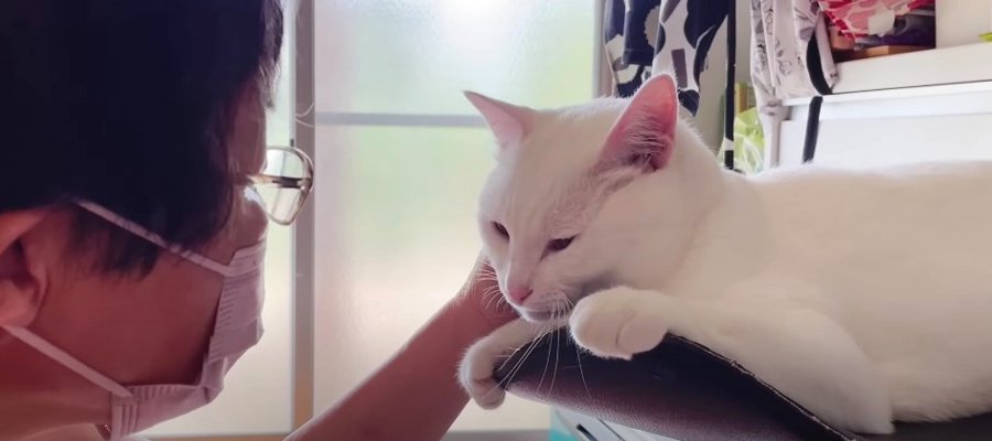 思う存分愛を語り合う♡猫ちゃんの大ファンがおうちにやってきた！