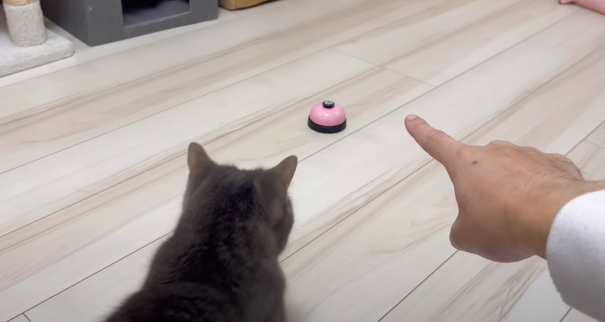 飼い主さんがベルを指さして『チリンチリン』と声をかけると……猫の行動が凄すぎると反響続々「すごい完璧」「天才」と称賛の声