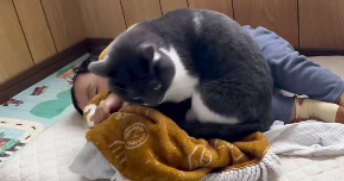 赤ちゃんの隣で一緒に寝たい猫→そっと近づいていき…尊さあふれる『添い寝の光景』が30万再生「完璧な気遣い」「めちゃくちゃかわいい」