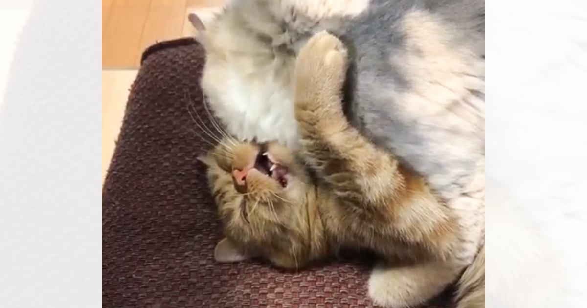 妹猫が兄猫を押さえつけている現場を目撃→喧嘩かと思ったら…『まさかの理由』が尊すぎると47万再生「愛が溢れてる」「可愛いｗ」