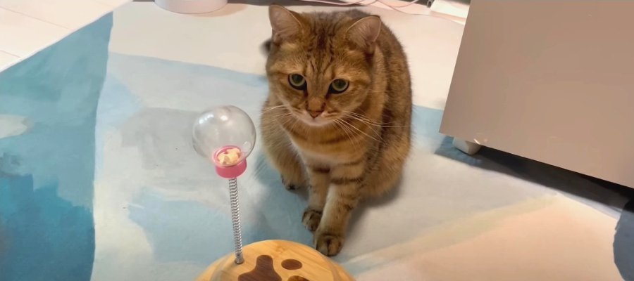 ボールの中におやつが！猫さんは頭をつかっておやつをゲットすることはできるのか…！？