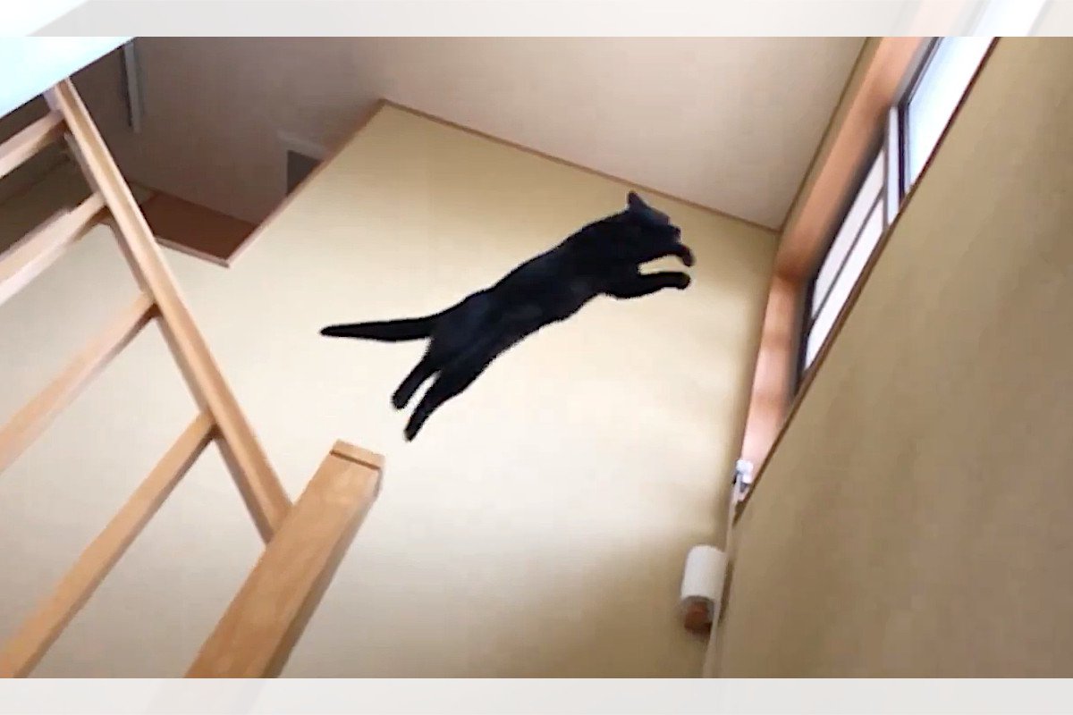 思わず見惚れる！？華麗すぎる猫ジャンプ！スロー動画に「かっこよ♡」