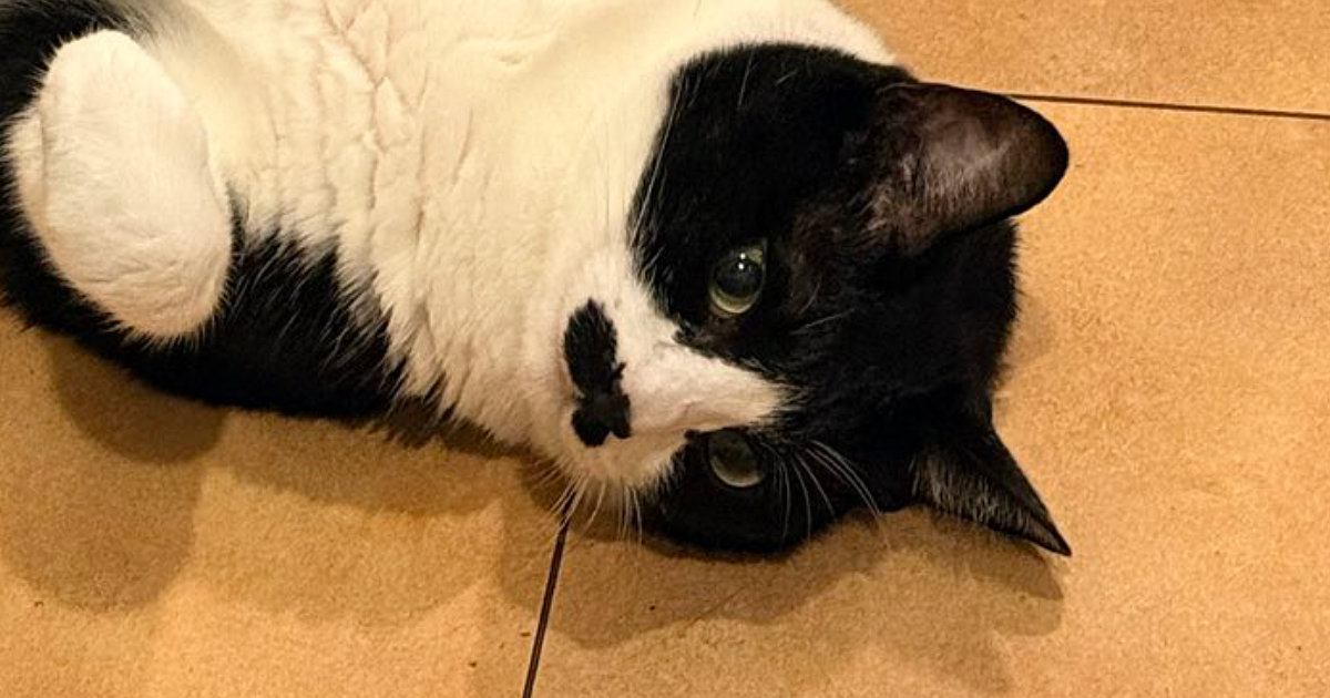 飼い主『2度見したｗ』→床を見たら、猫たちが…『可愛すぎる寝姿』に癒される人が続出「なんて幸せな空間」「間に座ってわしゃわしゃしたい」