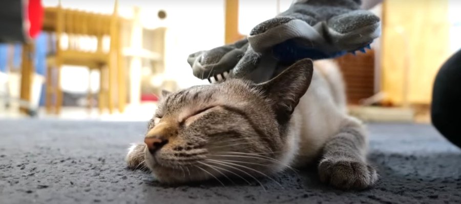 お風呂の前に…！猫ちゃん達の爪切り&ブラッシング♪