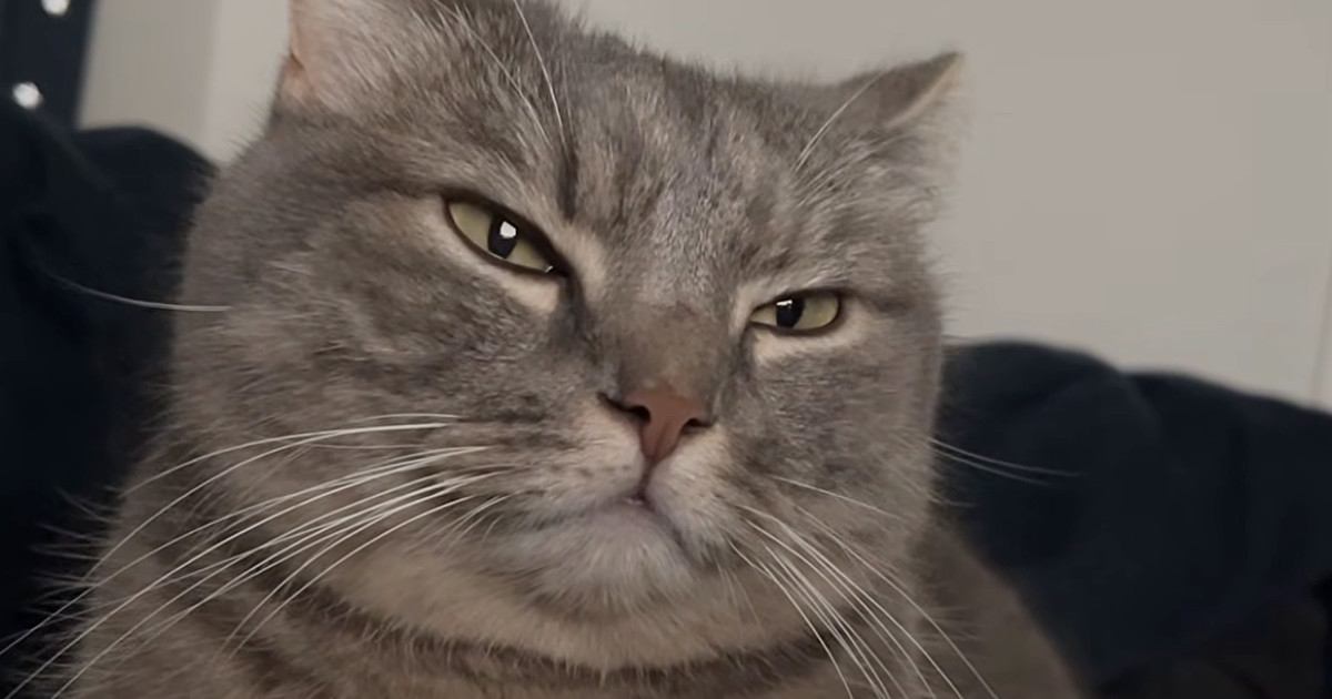 パパと一緒に『ベッドでくつろぎ始めた猫』→手を目の前に出されると…尊すぎる光景に「マジ愛おしい」「キュンキュンするわ」と悶絶の声続出