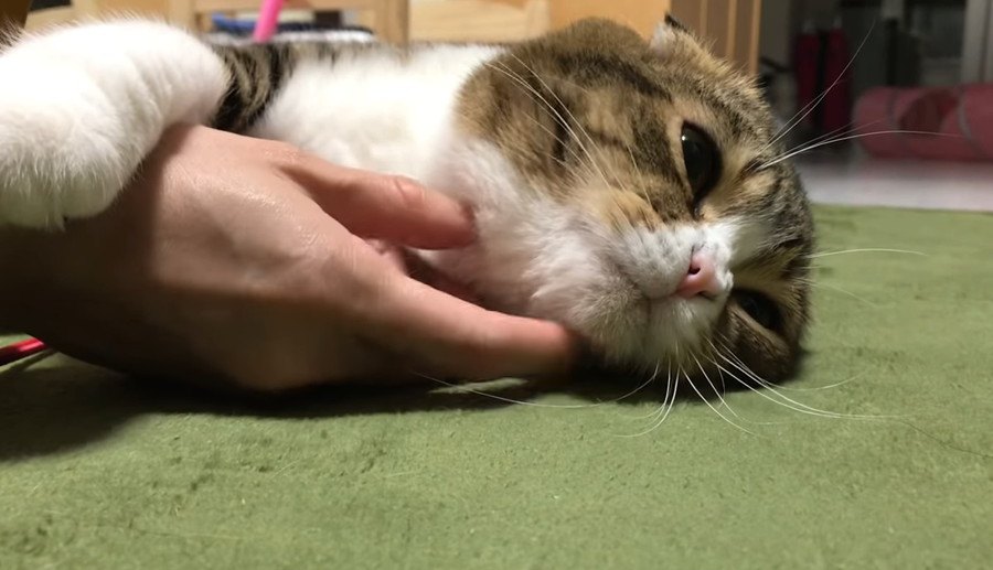 一緒にゴロゴロ幸せ！飼い主さんに甘える猫さん！