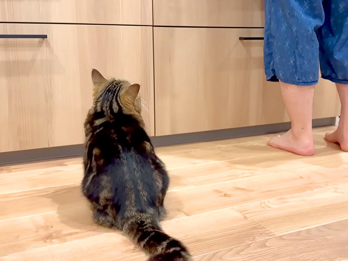 キッチンに立っていると、足元に猫がやってきて…期待のあまり見せた『まさかの行動』に「カメラ目線を決めるの可愛い」「甘え上手」と反響