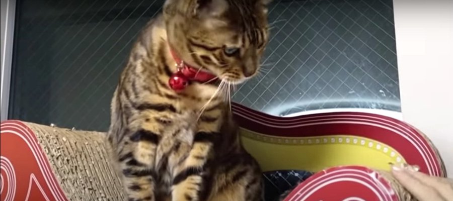 怒ってる？旅行帰りの飼い主さんをお出迎えする猫ちゃんたち