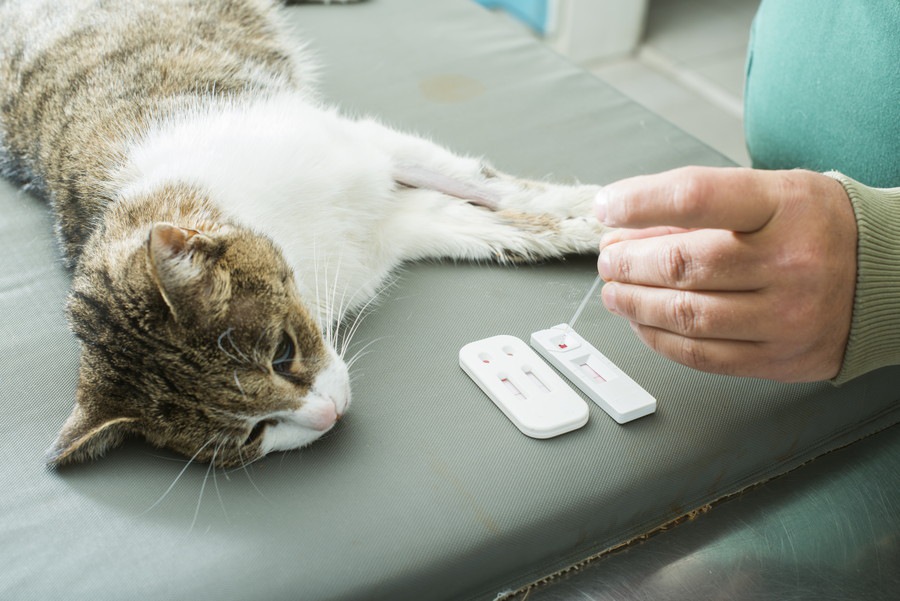 猫エイズの検査の方法と掛かる費用