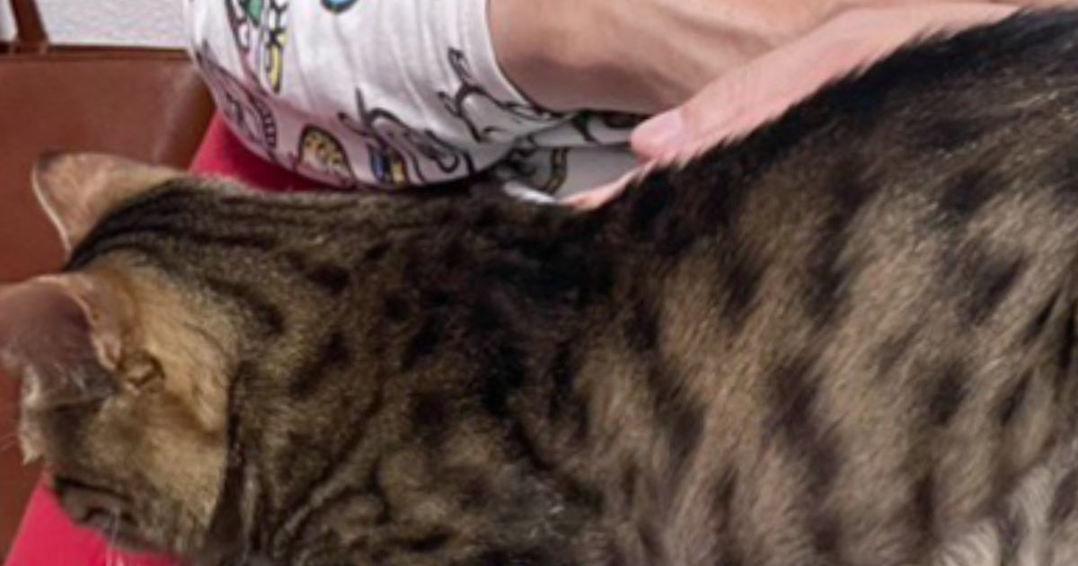 『飯が冷める』帰宅した飼い主さんの膝の上で、猫が…微笑ましすぎる光景に2万7000いいね「大好きなんだね」「とっても幸せそう」
