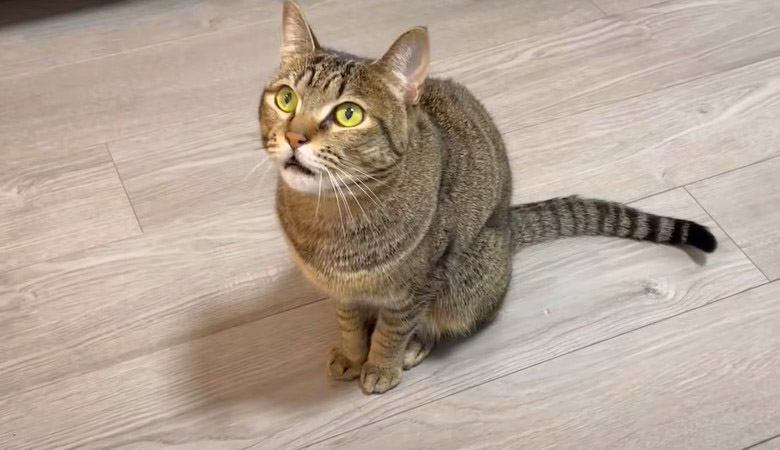 100種類の『猫の鳴き声』集めてみた結果…耳が幸せになると話題に　「ずっと聞いてられる」「抱きしめたい」大絶賛の声続々