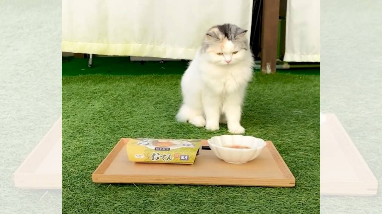 庭で凍えている猫に『おでん』をあげてみたら…微笑ましすぎる光景が23万4000再生「めちゃめちゃ可愛い」「猫用なんてあるんだ！」