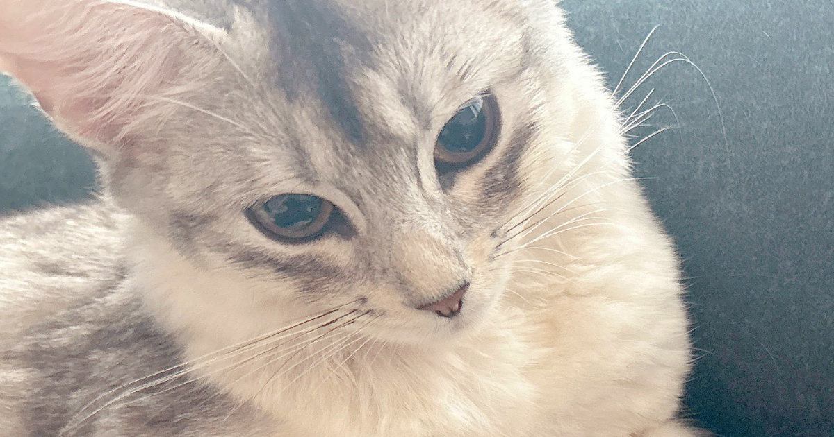 前足を伸ばしてくつろいでいた猫→『爪切り』を持ってきたら…賢すぎる行動に4万2000いいね「あまりにも天才」「笑っちゃった」