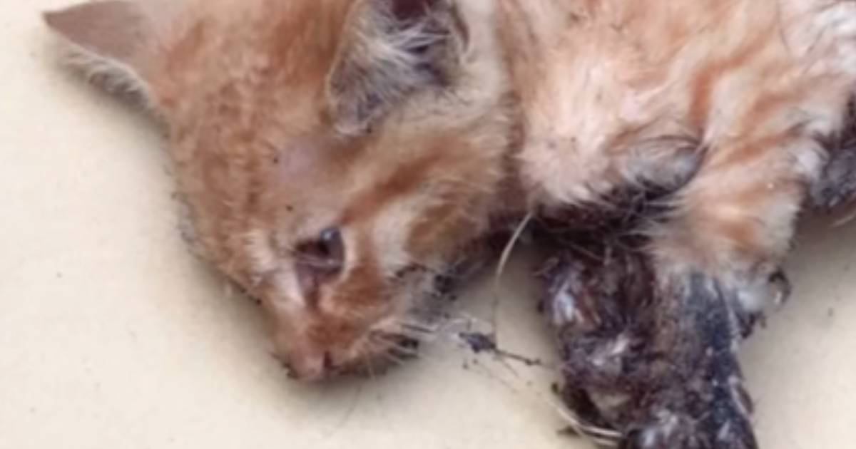 "犬派"だった主→子どもが瀕死の子猫をつれて帰ってきた結果…嘘みたいな"変化"が157万再生「もう猫カフェｗ」「しっかりハマってるｗ」