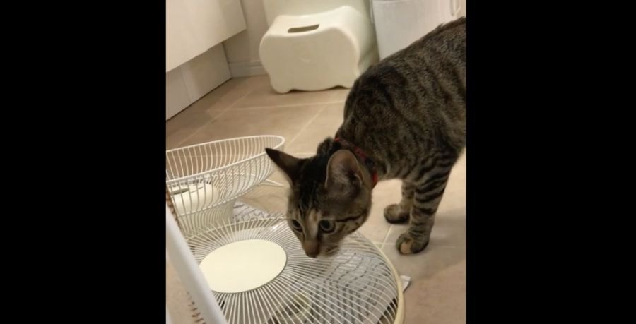 猫ちゃんが突然大ジャンプ！！果たして何にびっくりしたの？