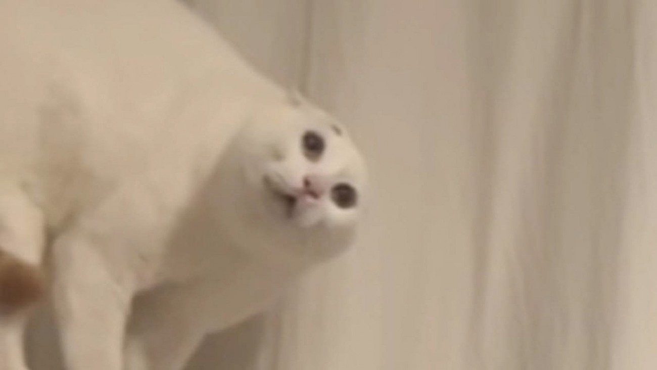 飼い主さんが『頭にサングラス』をのせたら、猫が…『衝撃の姿』が驚異の1176万再生「猫かどうかも怪しい」「見たことない形状してる」