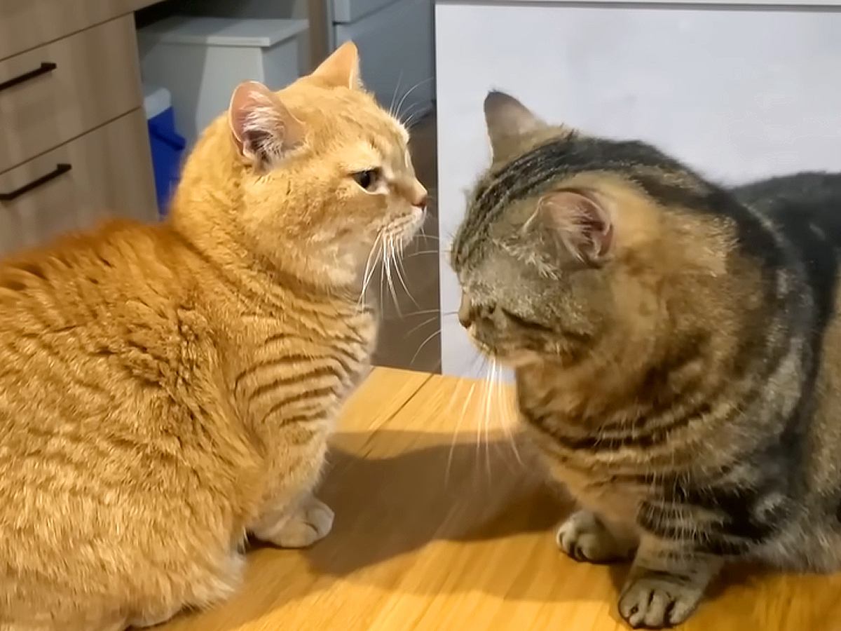 お仕事中もママのそばにいたい猫→弟猫も混ざろうとした結果…まさかの『理不尽すぎる行動』に「最高に笑った」「赤ちゃんみたいでかわいい」