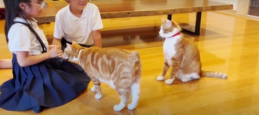 姿カタチは違えどみんな兄妹！仲良し過ぎる猫ちゃんと子ども達♡