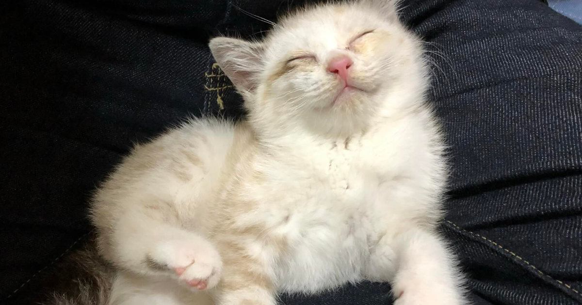 とっても小さかった『パヤパヤ保護子猫』が、現在……成長ビフォーアフターに癒される人が続出「元気に育ったね」「すごい体勢ｗ」