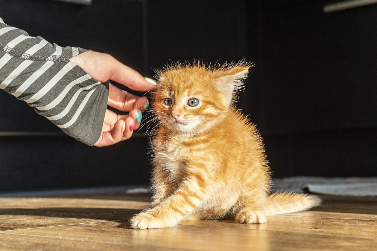 『猫にしてはいけない撫で方』３選！間違ったNG行動がストレスに繋がることも…！