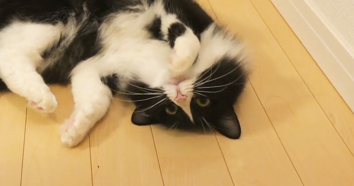 目の前でくねくねスリスリとしてくる猫→顎を撫でまわしてみたら…可愛すぎる光景に「甘えているんだろうね」「早よ触らぬかだと思うｗ」の声