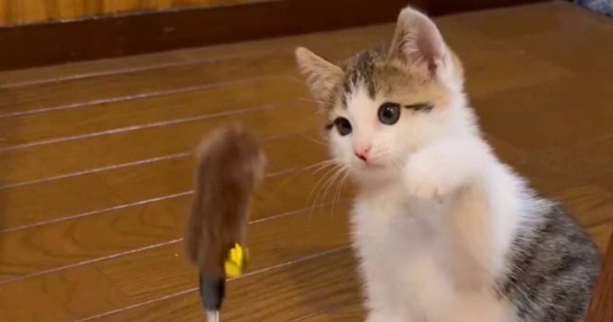 134万表示突破『おもちゃに挑む赤ちゃん猫』を見ていたら…あまりにも愛おしい『まさかの光景』に「11回ｗｗ」「めっちゃ笑ってしまった」