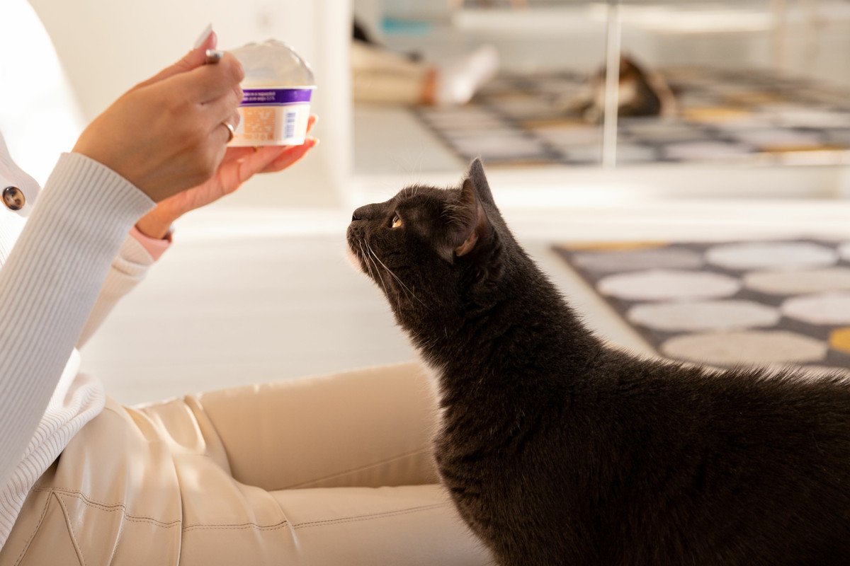 猫にとっても『ヨーグルト』は体にいい？与えるメリットや注意点をご紹介