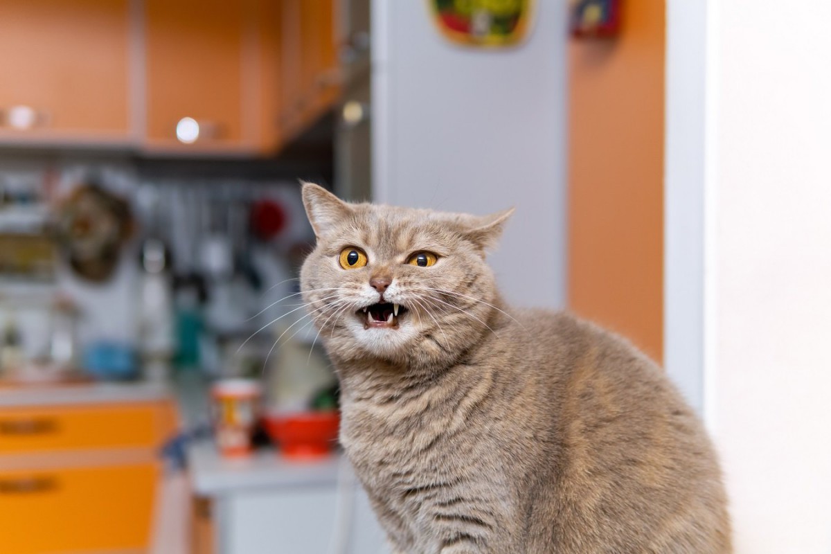 実は猫が嫌がっている『飼い主の生活習慣』６選！何事もやりすぎはNG！