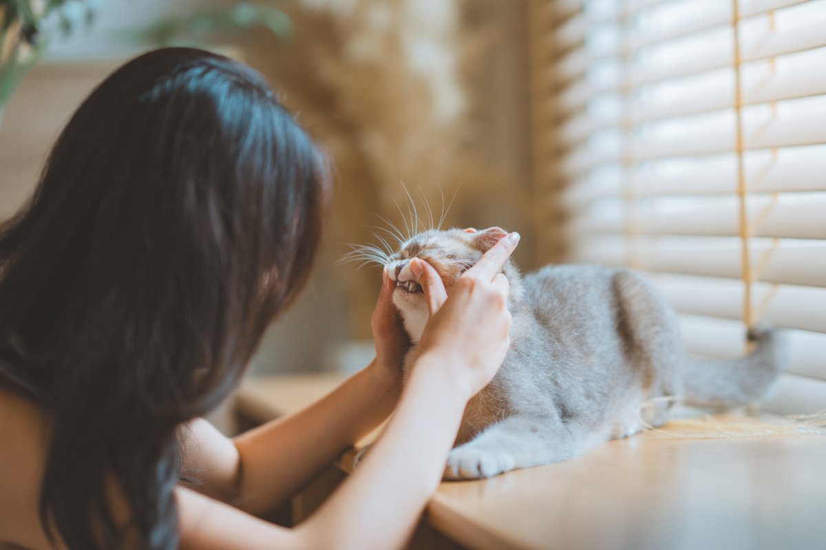 猫とふれあいながらできる『健康チェック法』7選　見るべきポイントや異常サインの見分け方