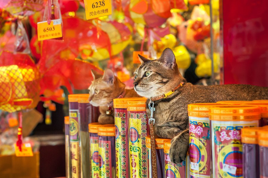 「猫をレンタルしませんか」　ペットショップの新サービスに、動物保護団体が懸念を表明　香港