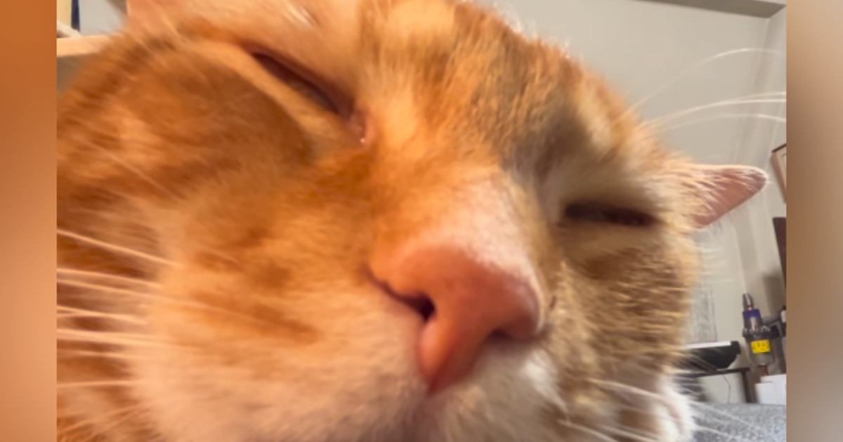 「想像のかなり斜め上ｗ」眠っている猫を間近で観察していると…衝撃の光景が198万再生「筋肉どうなってるのｗ」「何か受信したな」