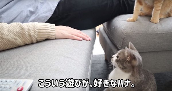 もうすぐ1歳を迎える猫ちゃんのお気に入りの遊び