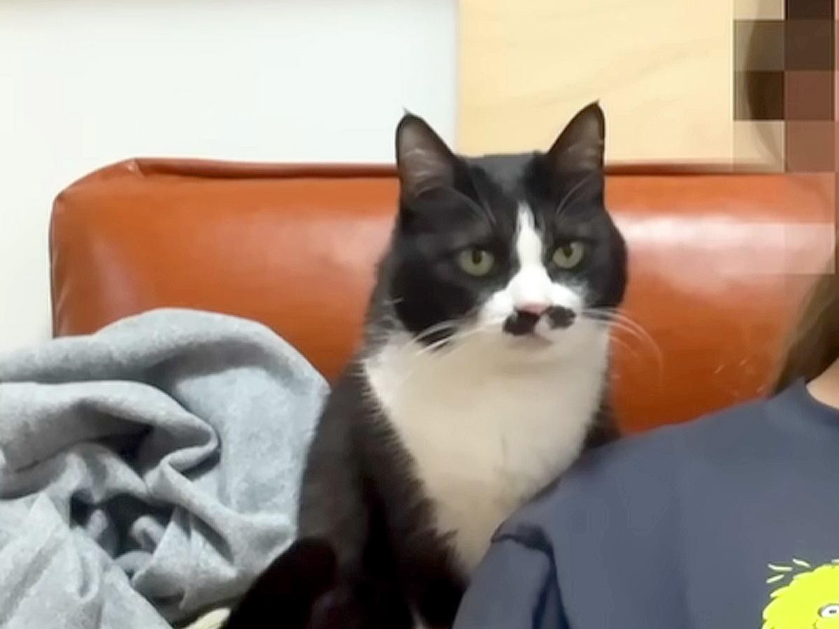 飼い主のことが大大大好きな猫→愛が重すぎて…まさかの『背後霊みたいになってしまった光景』に「まさに一心同体」「なんとも愛情表現豊か」